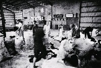 藏品(龍發堂系列-8)的圖片