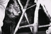 藏品(解嚴前後系列-2)的圖片