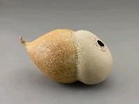 藏品(生物型態)的圖片