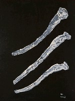 藏品(海洋．生態4)的圖片