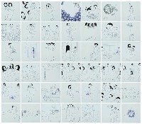 藏品(大事件景觀之4)的圖片