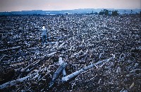 藏品(台灣「美景」系列之「漂流木」)的圖片