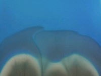 藏品(散步0108)的圖片