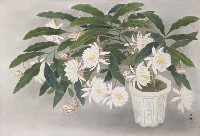 藏品(曇花飄香)的圖片