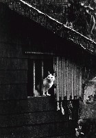 藏品(山城九份系列-望天興嘆)的圖片