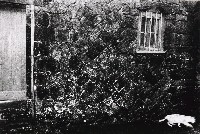 藏品(山城九份系列-夜貓)的圖片