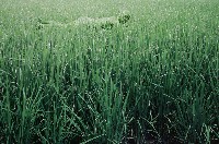 藏品(稻田)的圖片