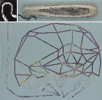 藏品(包裹)的圖片