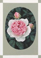 藏品(玫瑰)的圖片