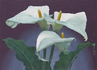 藏品(海芋)的圖片