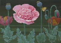 藏品(罌粟花)的圖片