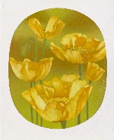 藏品(鬱金香)的圖片