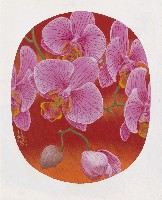 藏品(蝴蝶蘭)的圖片