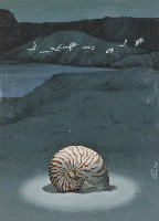 藏品(鸚鵡螺)的圖片