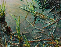 藏品(張力)的圖片