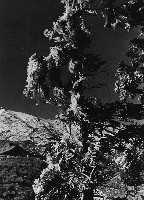 藏品(高山古情-合歡主峰的冰樹)的圖片