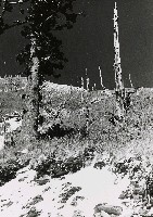 藏品(高山古情-劫後林相（合歡山）)的圖片