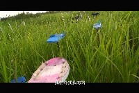 藏品(Fali-yos 颱風計畫－消失後的入侵(錄像))的圖片