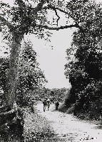 藏品(鄉村早晨)的圖片