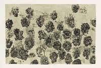 藏品(漂浮的臉龐)的圖片