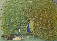 藏品(孔雀開屏)的圖片