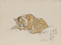 藏品(五個月小老虎)的圖片