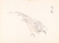 藏品(錦雞(素描))的圖片