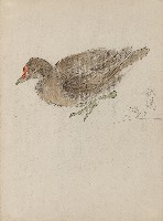 藏品(秧雞)的圖片