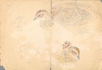 藏品(雌雉雞)的圖片