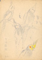 藏品(黃冠鸚鵡)的圖片