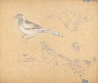 藏品(十姊妹)的圖片