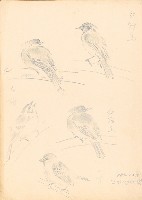 藏品(紅冠鳥、小雀、白頰)的圖片