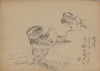 藏品((1)鴛鴦;(2)長嘴鷗)的圖片