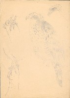 藏品(老鷹(大冠鷲))的圖片