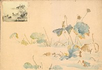 藏品(秋荷)的圖片