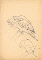 藏品(鸚鵡)的圖片