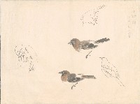 藏品(十姊妹)的圖片