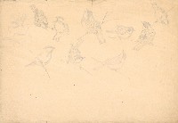 藏品(雀鳥(十隻))的圖片