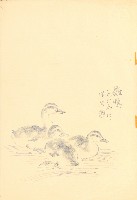 藏品(雛鴨)的圖片