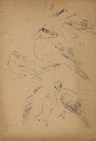 藏品(黃鶯)的圖片