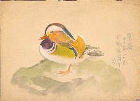 藏品(彩色鴛鴦)的圖片