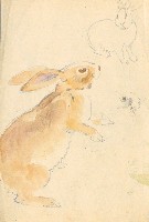 藏品(兔)的圖片