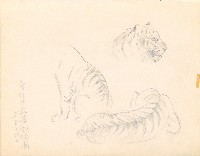 藏品(虎)的圖片