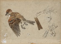 藏品((1)麻雀;(2)茶花)的圖片