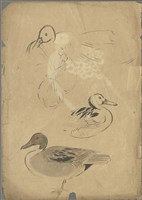 藏品((1)尖尾鴨;(2)雉雞及真毛)的圖片