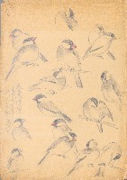 藏品(文鳥百態)的圖片