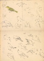 藏品((1)繡眼鳥姿態;(2)牡丹)的圖片