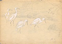 藏品(白鷺)的圖片