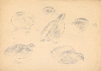 藏品(鵪鶉(雄))的圖片