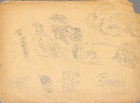 藏品(鵪鶉各種型態)的圖片